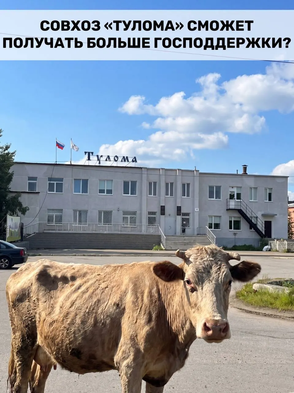 Правительство изменило правила субсидирования: теперь хозяйства с долей государства или муниципалитета более 25% тоже могут получать федеральную поддержку. Для Мурманской области, где значительная часть молока производится такими предприятиями, это особенно важно, однако критическое состояние некоторых ферм вызывает вопросы о своевременности помощи.