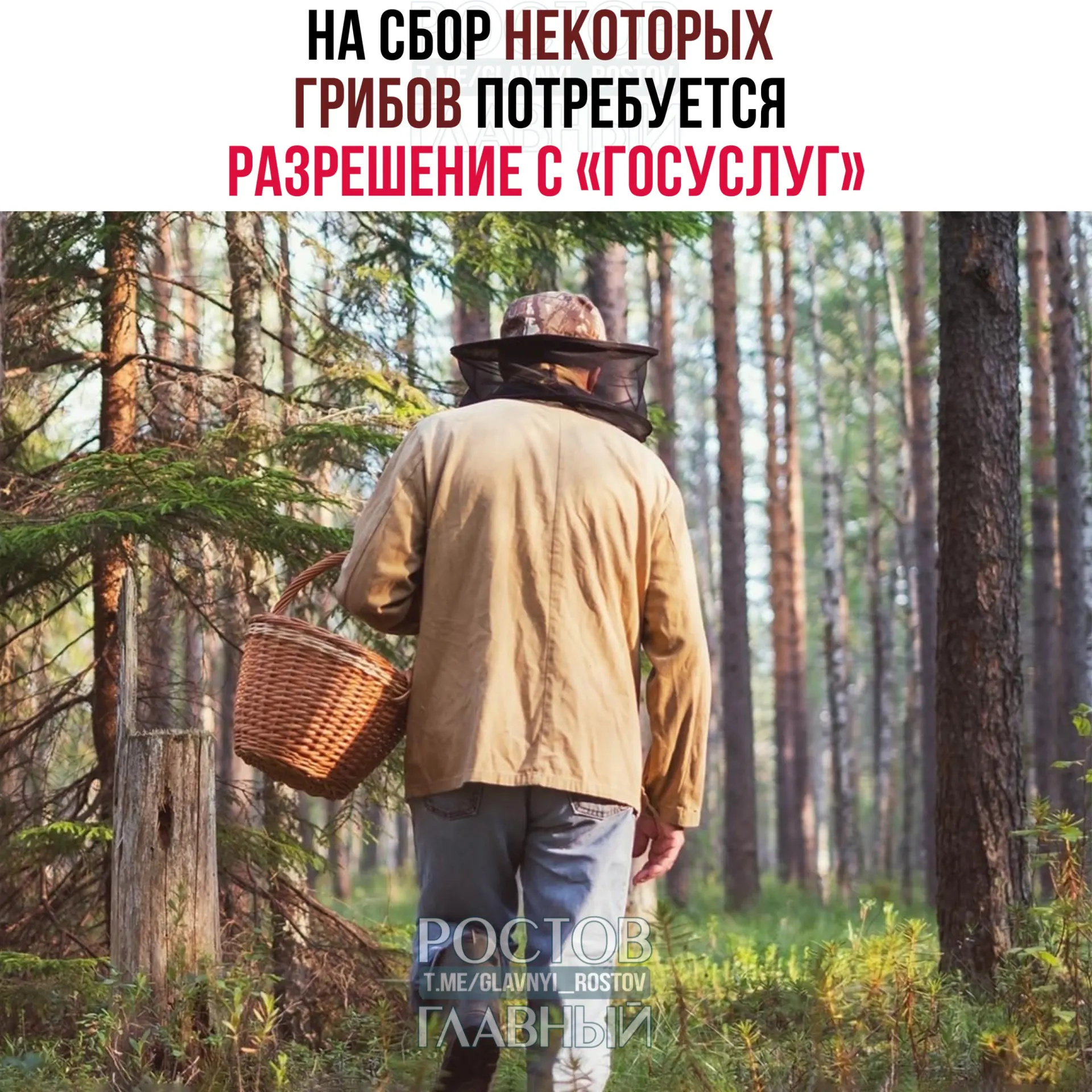С 1 сентября 2027 года для сбора отдельных редких грибов потребуется разрешение через «Госуслуги»: заявку будут рассматривать 15 дней, а за сбор краснокнижных видов без пропуска грозит уголовная ответственность.