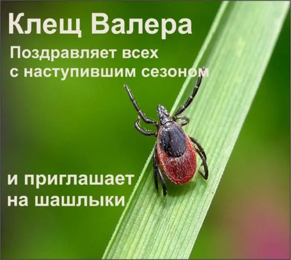 В Карелии и нескольких областях Северо‑Запада отмечен повышенный риск заражения клещевым вирусным энцефалитом; в республике число заболевших заметно выросло.