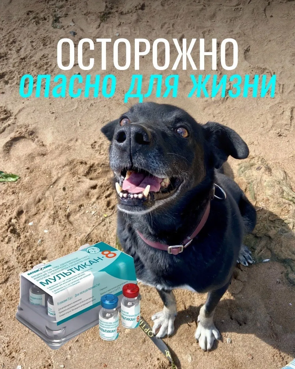 Появляются сообщения о тяжёлых побочных эффектах у собак после прививки от бешенства; рассматриваются случаи смерти и запросы к экспертизе вакцины.