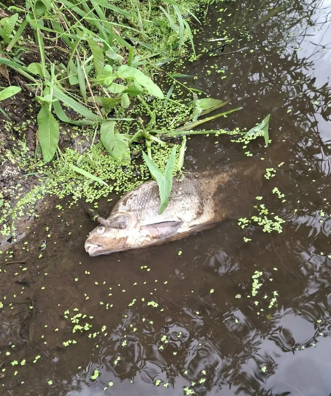 Вода в реке стала белесой, рыба гибнет. Депутат направил обращения в прокуратуру и ведомства с просьбой установить причины и ответственных.