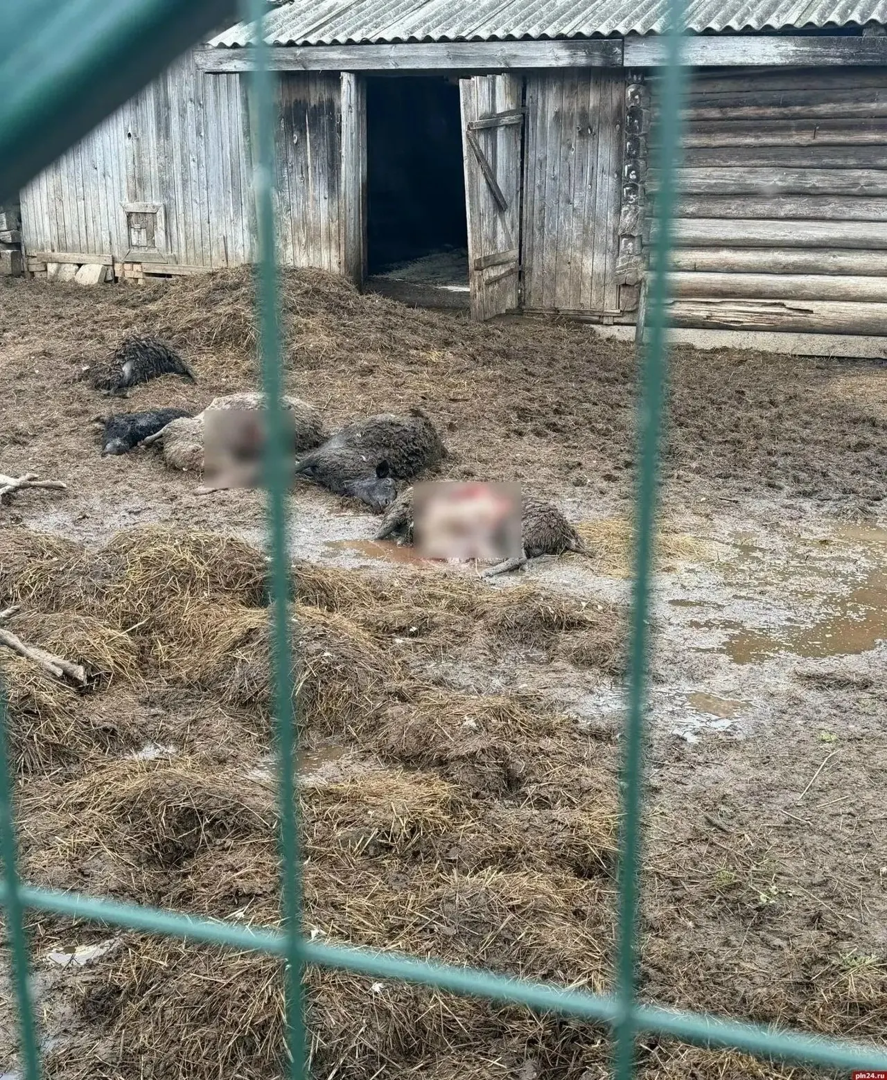 В Куньинском округе Псковской области волки напали на овец на ферме; погибло около десяти животных, следы хищников видны на месте.